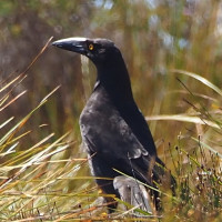 Black Currawong